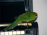 Auf der Tastatur