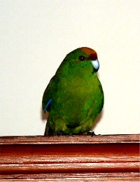 Oben auf dem Schrank