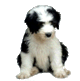 Bobtail Greta