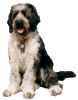 Sir Henry Paddington, Paddy eine Beardie-Bobtail-Mischling