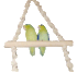Paul und Paula, zwei Sperlingspapageien