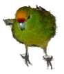 Ein Springsittich