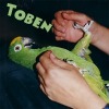 Toben